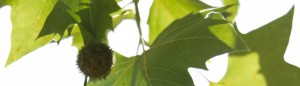 cropped-IMG_5135-copy.jpg